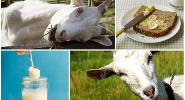 Výhody a poškození másla z kozího mléka a jak vařit doma